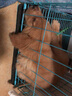 咯咪純種金毛幼犬狗狗活體寵物狗幼崽金毛犬活物尋回犬大型犬寵物犬 寵物級 母 曬單實拍圖