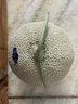 沐小七果蔬 玟瓏網(wǎng)紋蜜瓜冰淇淋哈密當季新鮮水果甜瓜靜岡軟藤 5A級網(wǎng)紋蜜瓜 | 普通裝【狠甜】 2-3斤裝【嘗鮮裝-1-2個(gè)裝】 曬單實(shí)拍圖