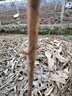子豪緣臺灣珍珠番石榴樹(shù)苗 白心紅心西瓜芭樂(lè )苗四季果樹(shù)嫁接苗當年結果 4年《白心》番石榴果苗 40cm(含)-120cm(含) 曬單實(shí)拍圖