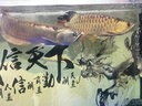 boxtech龍魚(yú)燈led燈魚(yú)缸照明燈管大魚(yú)缸造景紅龍金龍銀龍專(zhuān)用防水誘色燈 金色-40瓦龍魚(yú)增艷誘色燈 / 112CM燈管 曬單實(shí)拍圖