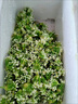 韭菜花韭花鮮韭菜花新鮮蔬菜當季食用鮮活時令蔬菜新鮮韭菜花2斤 韭菜花半斤嘗鮮 曬單實拍圖