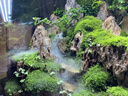 造景鮮活苔蘚微景觀青苔景觀植物鋪面短絨小灰蘚搭配庭院桌面盆栽 紗布苔蘚 紗布小灰蘚16*10cm-2片裝/盒 曬單實(shí)拍圖
