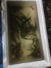 達摩魚(yú)線(xiàn)主線(xiàn)子線(xiàn)尼龍線(xiàn)渡江拉力高靈敏切水快柔軟度高釣力強大小均可 渡江主線(xiàn) 2.0號 曬單實(shí)拍圖