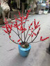 綠韻花田【2小時(shí)達】鴻運當頭盆栽植物四季花卉綠植開(kāi)業(yè)喬遷送禮大展宏圖 單株鴻運當頭A款 曬單實(shí)拍圖
