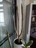 傾顏花卉盆栽 緬梔子 雞蛋花樹苗 蛋黃花樹 雞蛋花苗  盆栽綠植 50厘米高（1棵） 曬單實(shí)拍圖