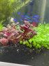 森淵無(wú)菌杯水草新手淡水草缸造景前景中景后景水溶爬地珍珠椒草宮廷 丹麥紅玫瑰【無(wú)菌杯】 曬單實(shí)拍圖