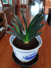 君子蘭盆栽圓頭君子蘭花苗大苗花卉綠植植物四季好養室內客廳辦公盆景 14-16片大苗一株 曬單實(shí)拍圖