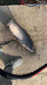 川澤漂筒浮漂桶加厚加長魚漂收納透明可調(diào)漂大號漁具用品大容量魚漂盒 加厚防爆帶芯漂筒 長70cm寬50mm 曬單實拍圖