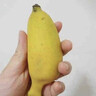廣西小米蕉新鮮牛角蘋(píng)果香蕉整箱粉蕉圓當季時(shí)令生鮮水果 【小米蕉】2500g（劃算） 曬單實(shí)拍圖
