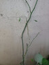 凝慧四季紅木香花苗爬藤植物圍欄攀援黃木香薔薇花四季栽種開(kāi)花爆棚 四季紅木香【60-80厘米高好活】 曬單實(shí)拍圖