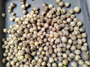 產(chǎn)地直發(fā) 四川苦藠 新鮮薤白小根2斤裝苦芥野菜野蔥頭農家自種 2斤 曬單實(shí)拍圖