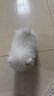 京狼圖騰博美犬純種寵物狗博美幼犬長不大雙血統(tǒng)寵物狗博美犬活體茶杯犬 血統(tǒng)級 2 曬單實拍圖