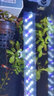 瘋狂水草（FKSC）水草植物直接入缸莫斯水草懶人魚缸造景套餐竹節(jié)草凈化 綠草如茵水草套餐【9顆】 曬單實拍圖