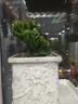 聽雪樓多肉植物玉麒麟盆栽花卉仙人掌麒麟掌室內(nèi)辦公桌擺趣味 h 玉麒麟中號【20-25cm高】 曬單實拍圖