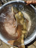 狼王樂(lè)釣魚(yú)竿超輕超硬19釣三定位前打竿不剪線谷麥竿逗釣桿套裝碳素手車(chē)竿 三定位8.0-7.4-6.8米【裸竿】 曬單實(shí)拍圖