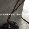 子豪緣果樹(shù)苗批 發(fā)葡萄苗 美國紅提葡萄苗 紅提子葡萄樹(shù)苗 紅地球 晚紅 5年苗當年結果 51cm(含)-110cm(含) 曬單實(shí)拍圖