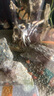 魚(yú)苗觀(guān)賞魚(yú)七彩神仙魚(yú)熱帶大型燕魚(yú)秘魯埃及好養淡水小型魚(yú)小花仙 2-3厘米燕魚(yú)混搭10條【漁場(chǎng)直發(fā)】 曬單實(shí)拍圖