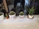 嘆為觀止桌面室內(nèi)垂吊綠植金心金邊口紅辦公室綠植盆栽 金邊吊蘭 含盆 曬單實(shí)拍圖