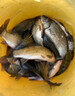 博菲特日本長(cháng)竿超硬19調16米打窩竿釣魚(yú)竿逗釣巨物長(cháng)節超長(cháng)炮竿遠距離 新款二代（16米+前兩節+竿包） 曬單實(shí)拍圖