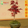 御春閣日本紅楓樹(shù)苗苗日本紅楓苗紅舞姬四季嫁接紅楓盆景盆栽庭院苗木 日本紅楓1公分（帶土球） 曬單實(shí)拍圖