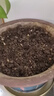 【四季開(kāi)花】帶芽鈴蘭花根濃香型鈴蘭盆栽花卉陽(yáng)臺(tái)室內(nèi)耐寒綠植物 紫色鈴蘭四季開(kāi)花 5個(gè)芽帶根送肥 曬單實(shí)拍圖
