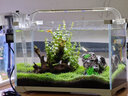 寵小帥魚(yú)缸營(yíng)養泥草缸底砂裝飾基肥陶粒不渾水水族箱水草籽種子造景套餐 凈水1L營(yíng)養泥/適合10cm缸 曬單實(shí)拍圖