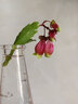 家中有果長(cháng)壽花重瓣花卉盆栽四季觀(guān)花植物 四季開(kāi)花盆栽帶花苞發(fā)貨 宮燈 不含盆 曬單實(shí)拍圖