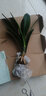 君子蘭苗室內(nèi)綠植花卉高檔植物室內(nèi)盆景蘭花盆栽君子蘭盆栽君子蘭大小苗蘭花苗 白梅花 7到10片葉子 曬單實(shí)拍圖