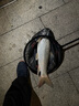 BAISHA FISH BS白鯊底層魚(yú)方塊餌海竿浮釣鰱鳙餌料反底釣鯉草青蟲(chóng)腥臭高蛋白配方 蠶蛹肝腥*1包 曬單實(shí)拍圖