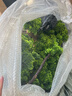 洛克爺爺仿真樹松樹迎客松新中式裝飾樓梯下擺件大廳大型景觀假樹綠植造景 搭配白色石子50斤 曬單實(shí)拍圖