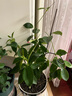 意軒飄香藤花爬墻花卉盆栽攀爬綠植四季植物 室內(nèi)室外庭院易活好養(yǎng) 粉色20-30cm3-4棵+原盆 曬單實拍圖