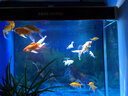 SOBO松寶魚(yú)缸潛水燈水族燈遙控變色LED燈魚(yú)缸燈水族箱潛水照明防水燈 單排T8-100D(77CM)三檔手調(diào) 曬單實(shí)拍圖