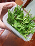 小花農(nóng)水培植物觀察盒綠植豆芽容器生長種植學(xué)生兒童盆栽幼兒園實(shí)驗(yàn)作業(yè) 水培芽菜-空心菜 【無土種植】 曬單實(shí)拍圖
