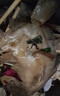 賣(mài)魚(yú)七郎 多寶魚(yú)凈重2.1斤共3條裝 海捕鮮活冷凍比目魚(yú)鰈魚(yú) 生鮮水產(chǎn)魚(yú)類(lèi) 曬單實(shí)拍圖
