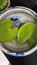 采緹（CAITI）水碗蓮一葉蓮 帶花苞睡蓮荷花大號(hào)小葉迷你水生家用睡蓮?fù)肷徎?中葉10片8-12公分 不含盆 曬單實(shí)拍圖