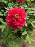 涵山菏澤觀(guān)賞牡丹花苗盆栽庭院花卉洛陽(yáng)牡丹樹(shù)苗室內外陽(yáng)臺重瓣大花 12洛陽(yáng)紅 7到10分支 曬單實(shí)拍圖