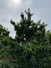 白掌紅掌盆栽辦公桌面室內(nèi)水培養(yǎng)綠植紅掌美酒四季開花卉盆栽不斷花苞 大白掌+仙人掌黑白吸水盆 帶盆栽好 曬單實(shí)拍圖