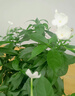水培綠植物風(fēng)車茉莉花卉盆栽水養(yǎng)小盆景水生樹苗客廳辦公室內(nèi)桌面 風(fēng)車茉莉+直筒玻璃盆 曬單實(shí)拍圖