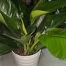 金鉆蔓綠絨 植物大型室內(nèi)陽臺(tái)植物常綠盆栽葉蔓天 70-80大葉金鉆 含盆 曬單實(shí)拍圖
