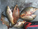 漁視寶 可視魚桿 水下高清攝像頭 探魚器 可視 高清 全套 5寸防水屏金屬輪+4.5米桿 曬單實(shí)拍圖
