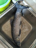 浮煙山云長(cháng)魚(yú)竿手桿超輕超硬28調臺釣竿19高碳鯉魚(yú)竿輕量版野釣桿綜合竿 5.4m 【硬挺19調】+禮包 曬單實(shí)拍圖