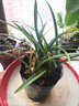 翁源蘭花建蘭富山奇蝶夏帶花苞濃香室內(nèi)四季蘭花卉盆栽開多瓣奇花 富山奇蝶6苗【特壯苗】簡易盆土 曬單實(shí)拍圖