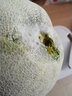 魯禧山東玫瓏蜜瓜 網(wǎng)紋密瓜冰淇淋口感 當季鮮鮮水果網(wǎng)紋蜜瓜新鮮香甜 9斤裝 凈重8.5-9斤【家庭共享】 曬單實拍圖