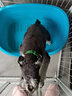 KAMPET狗狗項圈刻字大型犬中型小型犬大狗小狗圈狗脖套牽引繩狗繩真牛皮 綠色項圈 S 曬單實(shí)拍圖