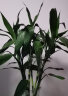 若绿 富贵竹水培植物花卉盆栽 室内客厅转运绿植 办公室桌面好养 富贵竹高75-80厘米10支（中竹） 晒单实拍图