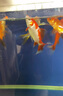 大拇指錦鯉魚飼料小金魚蘭壽觀賞魚食顆粒色揚魚糧通用型 300g桶/4毫米 曬單實拍圖