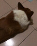 dogstory狗繩防咬鋼絲狗狗牽引繩耐咬結實(shí)中大型犬薩摩耶金毛遛狗繩項圈 黑紅色（1.3米） L號（20-40斤） 曬單實(shí)拍圖