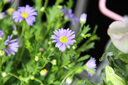 Canon/佳能600d 550d 700d 750d 760d 800d 入門級(jí)半畫幅二手?jǐn)?shù)碼相機(jī) 99新佳能700D+18-135 IS鏡頭 套餐三攝影高端配置 曬單實(shí)拍圖