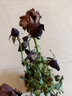 春沭 盆栽微型鉆石玫瑰月季室內陽(yáng)臺綠植物盆栽花卉帶花苞四季開(kāi)花花苗 紅色玫瑰 帶盆栽好 曬單實(shí)拍圖