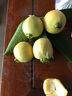 鹿嘜海南玉菇甜瓜蜜瓜新鮮水果奶香蜜瓜當(dāng)季脆玉茹香瓜整箱送禮 精選好瓜【9-10斤】 曬單實(shí)拍圖